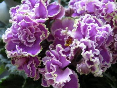 Эсмеральда7